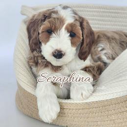 Seraphina - Parti female Goldendoodle puppy in Humboldt, Minnesota from Sister Doodles