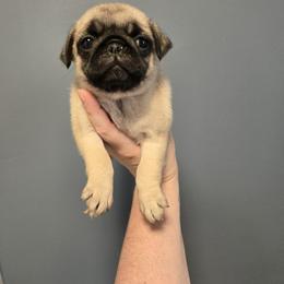 Toffee - Fawn female Pug puppy in Auburn, Kentucky from Prentice Family Pugs