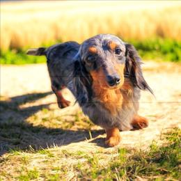 Bryar - Dachshund