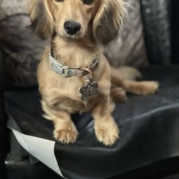 Otter pop - Dachshund