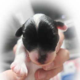 Paris - White female Maltese puppy in Belleville, Michigan from Michigan Maltese Puppies