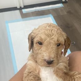 Goldendoodle Puppies from Vallevistadoodles