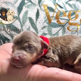 Vega AKC-CKC - Chocolate and tan female Dachshund puppy in Tecumseh, Oklahoma from MoonBerry Miniature Dachshunds