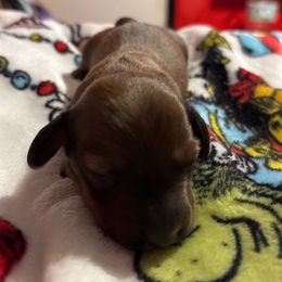 Girl 1 - Red female Dachshund puppy in San Antonio, Texas from Corazon Mio Dachshunds