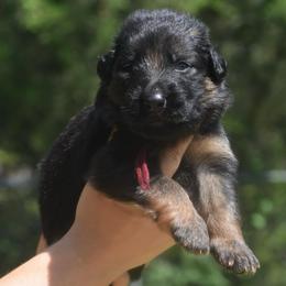 Red collar male - Black and red male German Shepherd puppy in Marianna, Florida from Haus M Godwin
