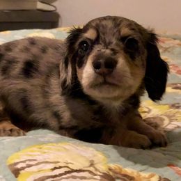 Dachshund Puppies from Little Lords & Ladies Dachshunds