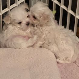 Boy 2 - White male Maltese puppy in Kerhonkson, New York from Arc-en-Ciel Biewers & Maltese