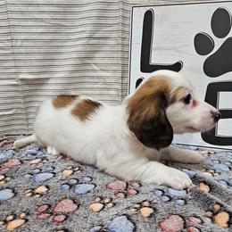 Jim Bo - Cream male Dachshund puppy in Cherry Tree, Oklahoma from Peavine Creek Dachshunds