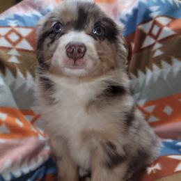 Red - Red merle male Miniature Australian Shepherd puppy in Conneaut, Ohio from J&K Mini Aussies and Golden Retrievers