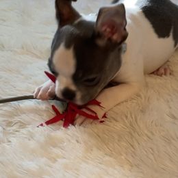 Boston Terrier Puppies from Angie's Little Bostons