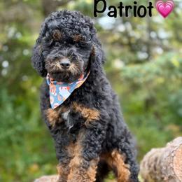 Patriot - Black phantom female Aussiedoodle puppy in Lancaster, Minnesota from Finney Ranch