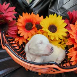 Girl 1 - White female Llewellin Setter puppy in North Dinwiddie, Virginia from Pups Furever