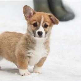 Primrose - Red female Pembroke Welsh Corgi puppy in Plains, Montana from Diamond Corgis