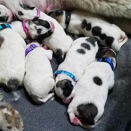 Great Pyrenees Puppies from Empyre Great Pyrenees