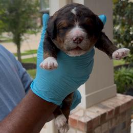 Cinnamon - male Bernedoodle puppy in Richmond, Texas from Harper’s Heartbeats