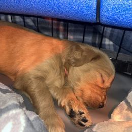 Goldendoodle Puppies from Spring Doodles