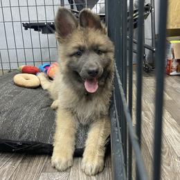 Girl 4 Little wild child Girl - Blue female German Shepherd puppy in Pelham, North Carolina from P & P Shepherds
