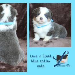 Blue Male - Blue male Pembroke Welsh Corgi puppy in Wayne City, Illinois from Lash Livestock & Corgis