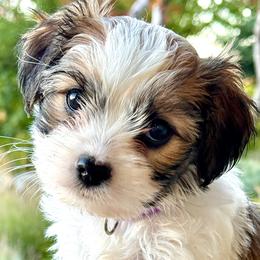 Cozy - Sable female Cavapoo puppy in Highland, Utah from Angel Pups Deluxe