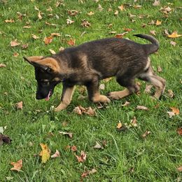German Shepherd Puppies from Brighton Shepherds
