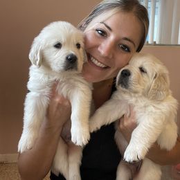 Golden Retriever Puppies from Blue water Goldens