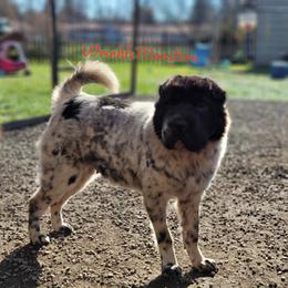 Cookie - Chinese Shar-Pei