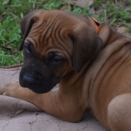 Mr. Orange (Dude) - Rhodesian Ridgeback puppy from Karamojo Ridgebacks, Quality over Quantity