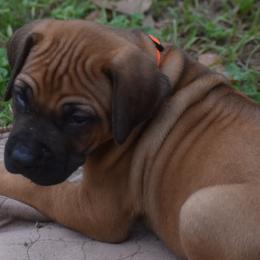 Mr. Orange (Dude) - Rhodesian Ridgeback puppy from Karamojo Ridgebacks, Quality over Quantity