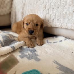 Yellow Color Girl - Dark golden female Golden Retriever puppy in Loma Rica, California from BloomingPuppies