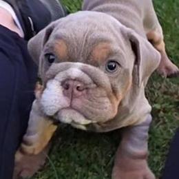 Brutus - Lilac tri-color male Bulldog puppy in Harrisburg, Pennsylvania from Central PA WiggleButts Bulldogs