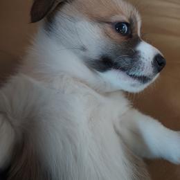 Pembroke Welsh Corgi Puppies from Gary's Pembroke Welsh Corgis