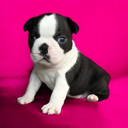 AKC Poppins - Black and white female Boston Terrier puppy in Galena, Kansas from RottNBostons
