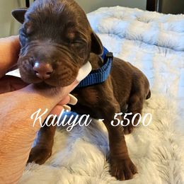 Kaliya - Red and rust female Doberman Pinscher puppy in Aurora, Indiana from Double-Take Doberman Kennels