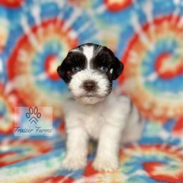 Ivan - Parti male Miniature Schnauzer puppy in Happyland, Oklahoma from Fraizer Farms