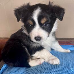 Enchant - Black tri female Miniature Australian Shepherd puppy in Tonasket, Washington from V5 Aussies