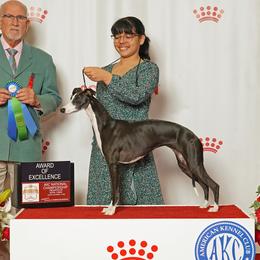 Caitlyn - Whippet