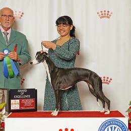 Caitlyn - Whippet