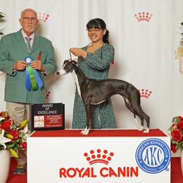 Caitlyn - Whippet