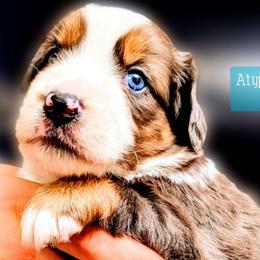 Fitch - Blue merle male Miniature Australian Shepherd puppy in Punta Gorda, Florida from Christie's Creekside Aussies