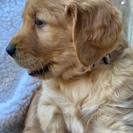 Miss Liberty - Dark golden female Golden Retriever puppy in Chico, California from Glenmac Goldens