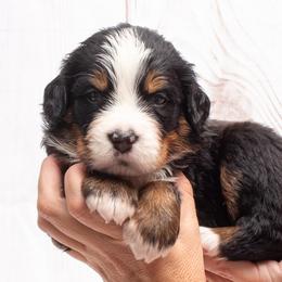 Purple Collar Female 5000 - Black rust and white female Bernese Mountain Dog puppy in Collinsville, Texas from Berner Dynasty