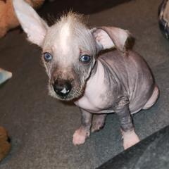 Girl 3 - Black and white Xoloitzcuintli puppy in Georgia from Faulkner Pups