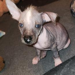 Girl 3 - Black and white Xoloitzcuintli puppy in Georgia from Faulkner Pups