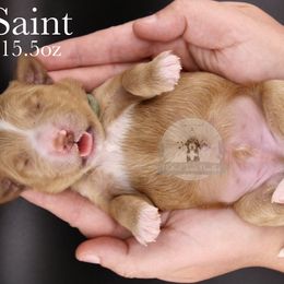 Saint - Red  male Goldendoodle puppy in Comanche, Texas from Central Texas Doodles, LLC.