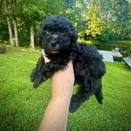 Ash - Black & white male Maltipoo puppy in Coal City, Indiana from Angel Blue Dogs