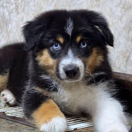 PB.BTF4 - Black tri female Miniature Australian Shepherd puppy in Deer Lodge, Tennessee from KSH Aussie Haven