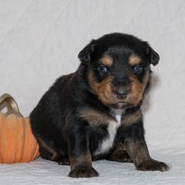James Taylor - Black tri-color male Australian Shepherd puppy in Bristol, New Hampshire from NewFound Lake Aussies