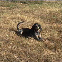 Skeeter - Bluetick Coonhound