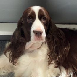 Kira - English Springer Spaniel
