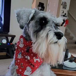 Miniature Schnauzer All Grown Up from Stallard’s Schnauzers- miniatures